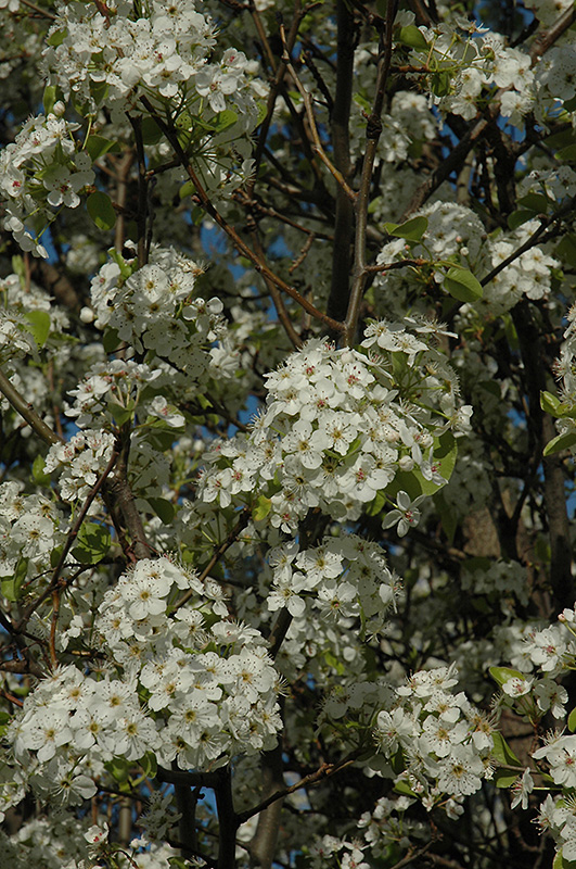 Chanticleer® Flowering Pear (Pyrus calleryana 'Chanticleer') at Gertens