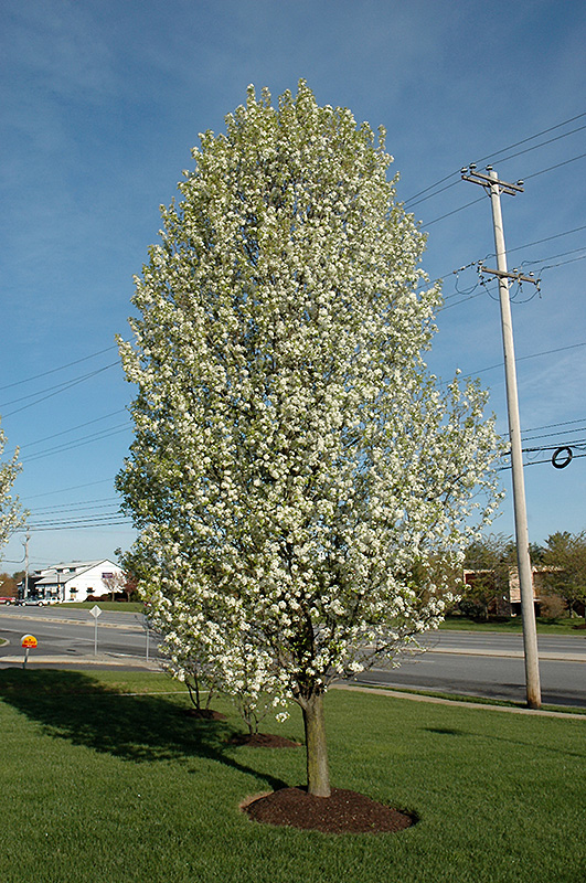 Cleveland Select Flowering Pear (Pyrus calleryana 'Cleveland Select') at Gertens