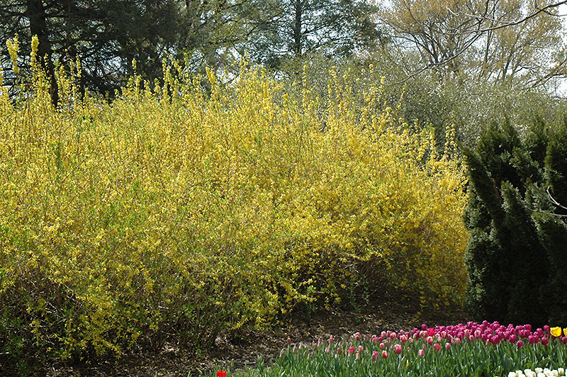 Spring Glory Forsythia (Forsythia x intermedia 'Spring Glory') in Inver Grove Heights, Minnesota 