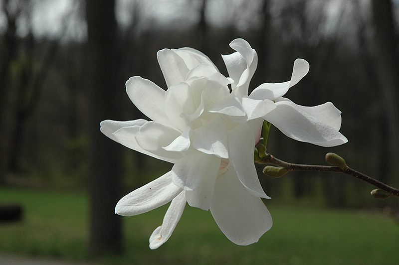 Spring Welcome® Magnolia (Magnolia x loebneri 'Ruth') at Gertens