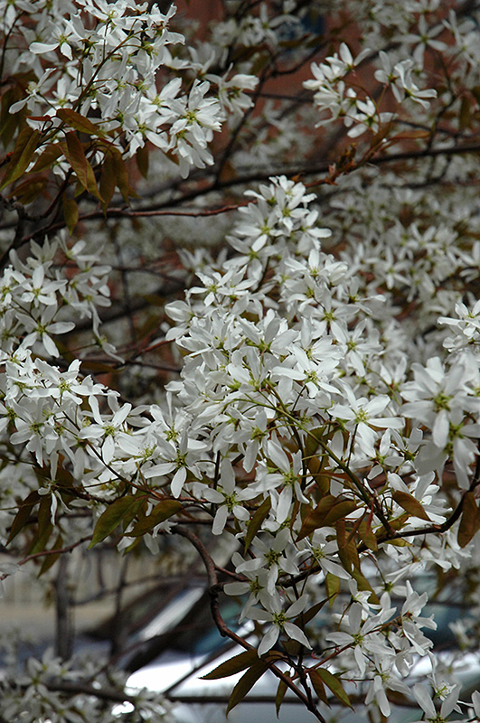 Spring Flurry® Serviceberry (Amelanchier laevis 'JFS-Arb') at Gertens