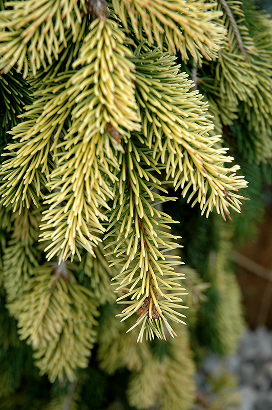 Gold Drift Norway Spruce (Picea abies 'Gold Drift') at Gertens