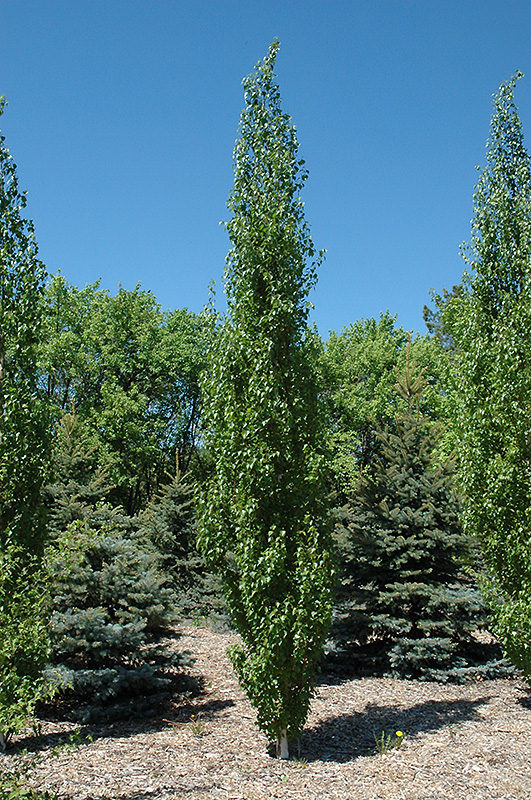 First Editions® Parkland Pillar Birch (Betula platyphylla 'Jefpark') at Gertens