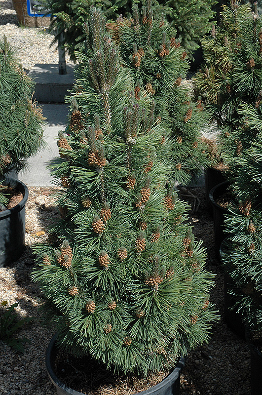 Columnar Mugo Pine (Pinus mugo 'Columnaris') at Gertens