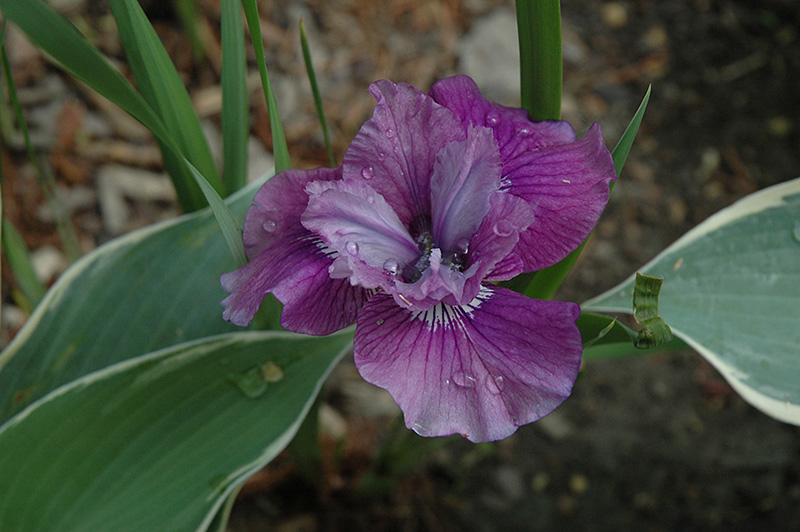 Lady Vanessa Siberian Iris (Iris sibirica 'Lady Vanessa') at Gertens