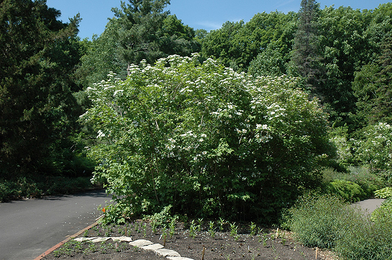 Wentworth American Cranberrybush (Viburnum trilobum 'Wentworth') at Gertens
