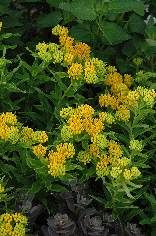 Hello Yellow Butterfly Weed (Asclepias tuberosa 'Hello Yellow') at Gertens