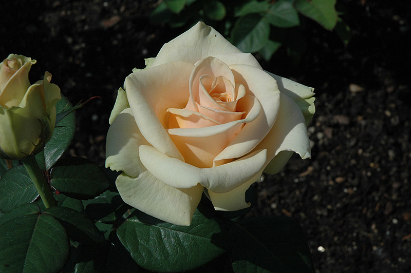 Marilyn Monroe™ Hybrid Tea Rose (Rosa 'Marilyn Monroe') at Gertens