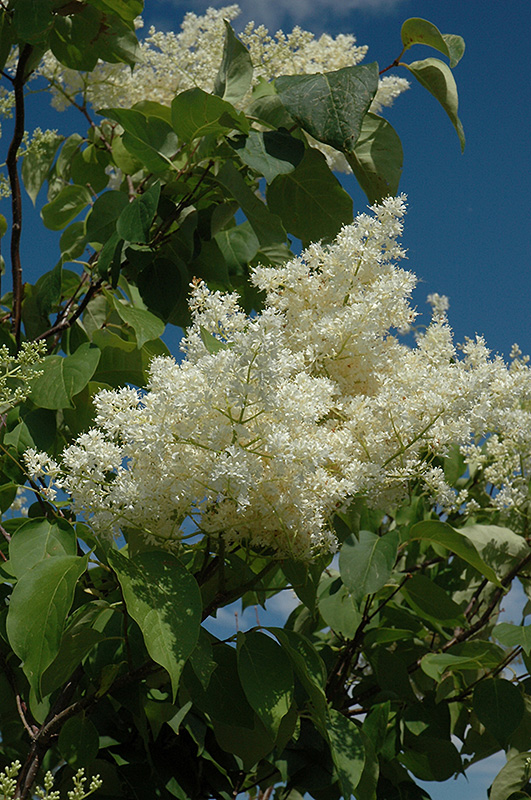 Ivory Silk® Tree Lilac (tree form) (Syringa reticulata 'Ivory Silk (tree form)') at Gertens