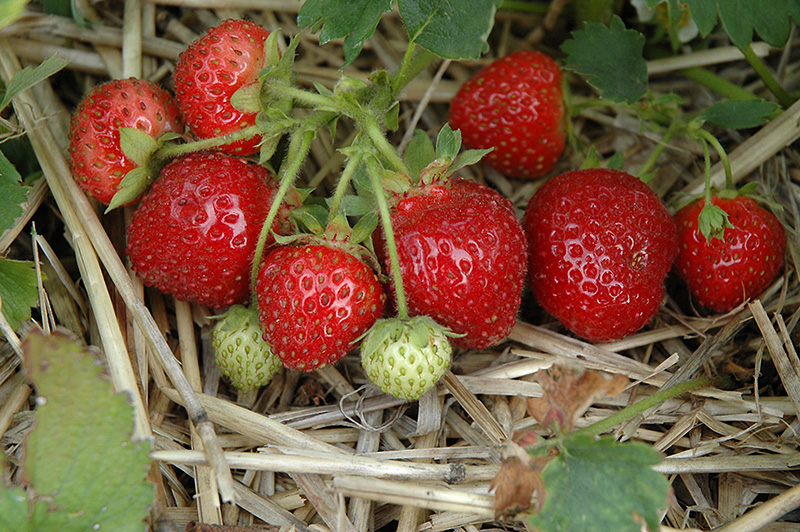Jewel Strawberry (Fragaria 'Jewel') at Gertens