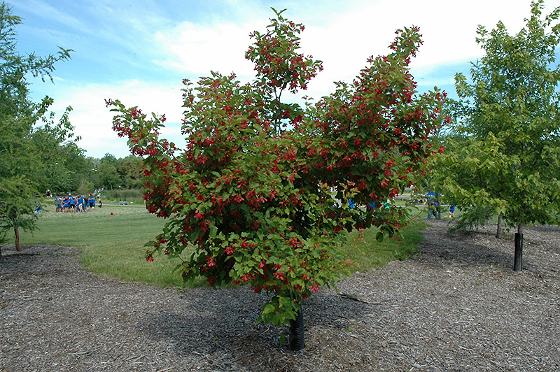 Hot Wings® Tatarian Maple (Acer tataricum 'GarAnn') at Gertens