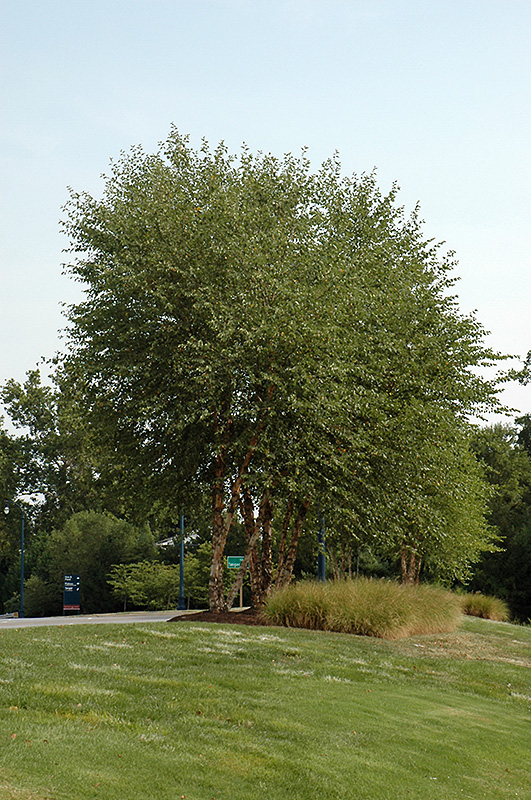 Heritage River Birch (clump) (Betula nigra 'Heritage (clump)') at Gertens