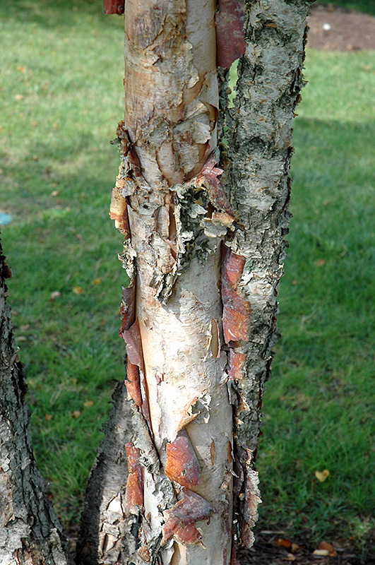 Heritage River Birch (clump) (Betula nigra 'Heritage (clump)') at Gertens