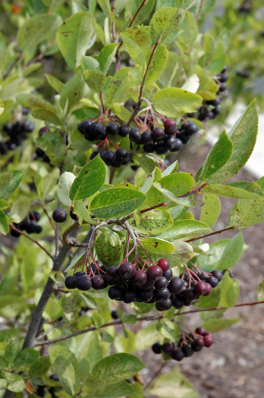 Iroquois Beauty™ Black Chokeberry (Aronia melanocarpa 'Morton') at Gertens