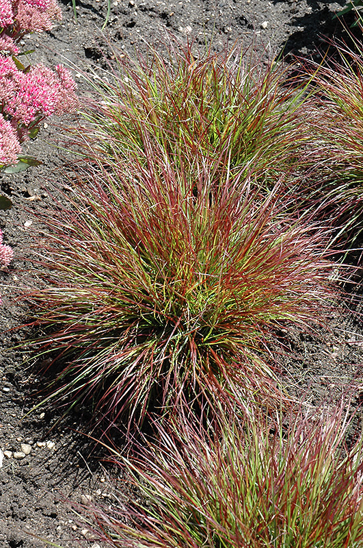 Burgundy Bunny Fountain Grass (Pennisetum alopecuroides 'Burgundy Bunny') in Inver Grove Heights 