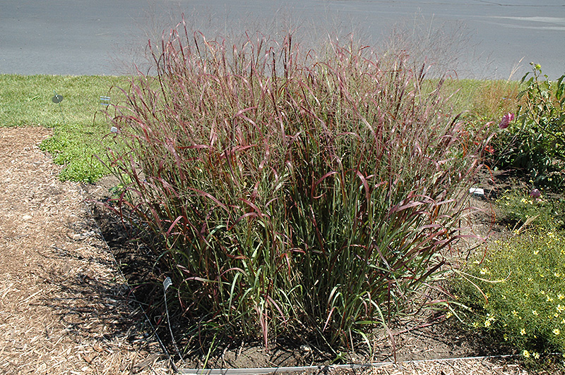 Prairie Fire Switchgrass (Panicum virgatum 'Prairie Fire') at Gertens