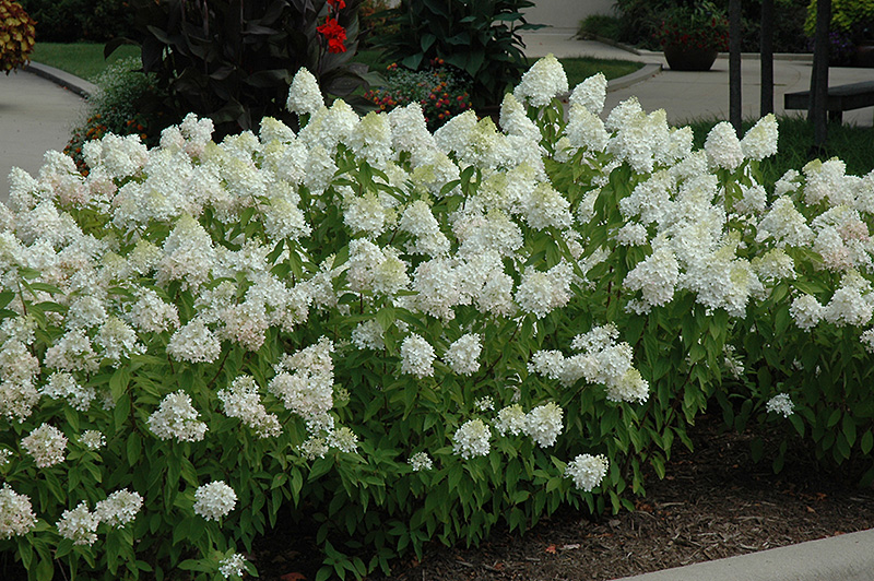 Sweet Summer Hydrangea (Hydrangea paniculata 'Sweet Summer') in St Paul ...