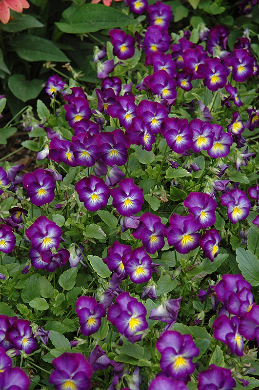 Halo Violet Violet (Viola cornuta 'Halo Violet') at Gertens