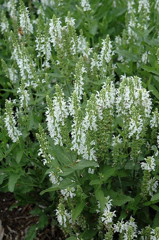 Lyrical™ White Salvia (Salvia nemorosa 'Florsalwhite') at Gertens