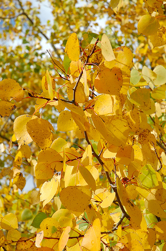 Prairie Gold® Aspen (Populus tremuloides 'NE Arb') at Gertens