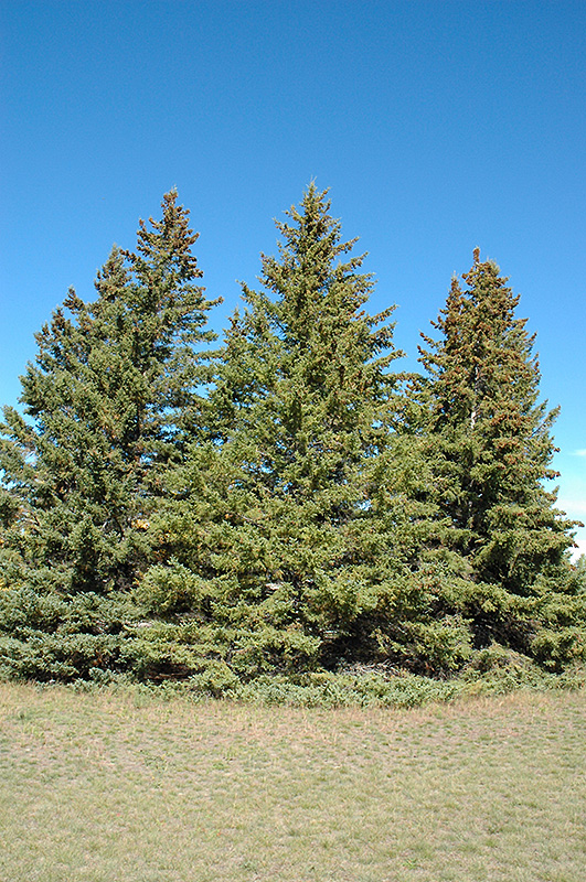 White Spruce (Picea glauca) at Gertens