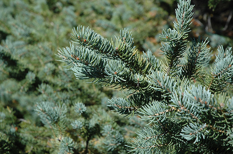 White Spruce (Picea glauca) at Gertens
