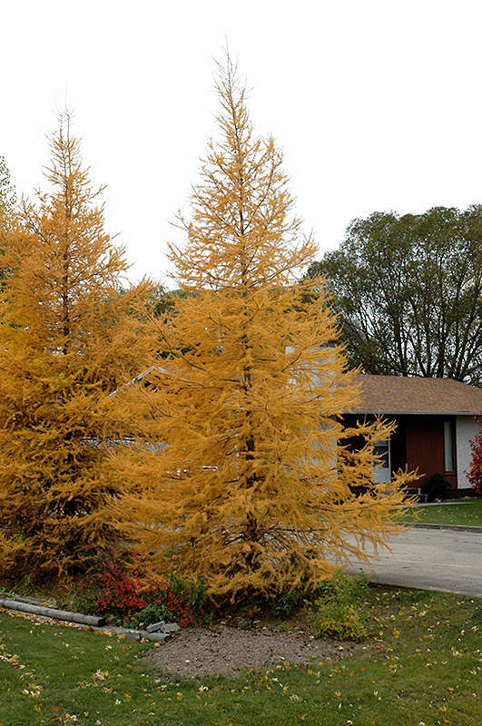 лиственница американская larix laricina