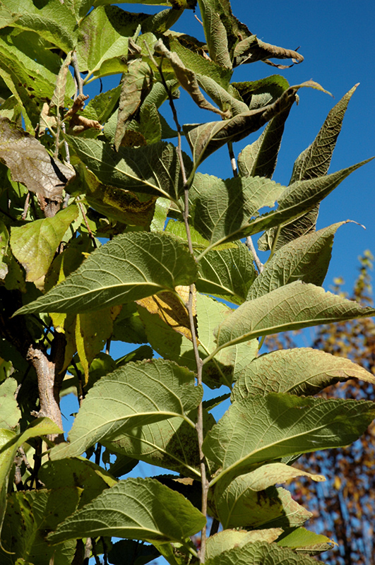 Prairie Sentinel® Hackberry (Celtis occidentalis 'JFS-KSU1') at Gertens