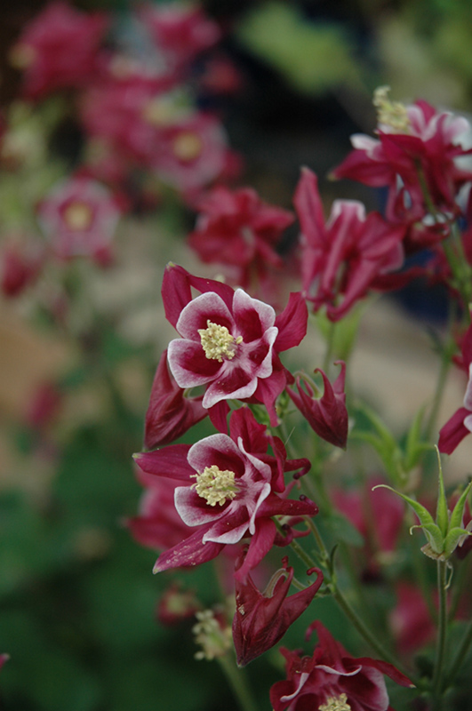 Winky Red Columbine (Aquilegia 'Winky Red And White') at Gertens