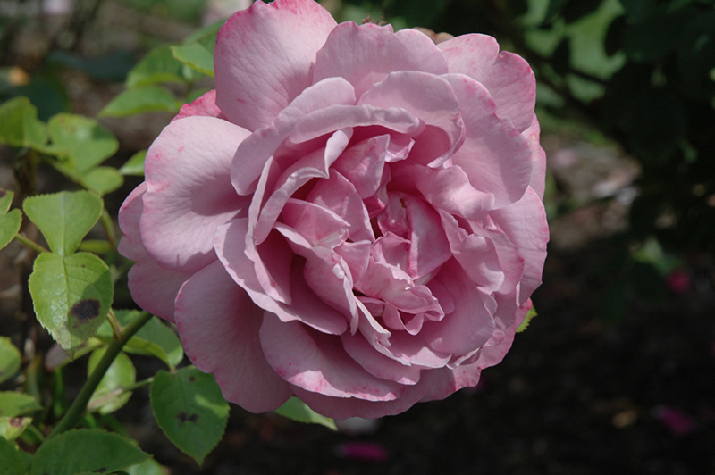 Heirloom Hybrid Tea Rose (Rosa ‘Heirloom’) in Inver Grove Heights