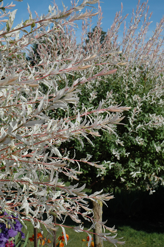Hakura Nishiki Dappled Willow (tree form) (Salix integra 'Hakuro Nishiki (tree form)') at Gertens