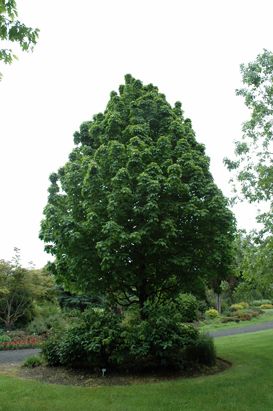 Apollo® Sugar Maple (Acer saccharum 'Barrett Cole') at Gertens
