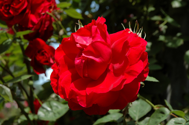 Ramblin' Red® Climbing Rose (Rosa 'Ramblin' Red') at Gertens