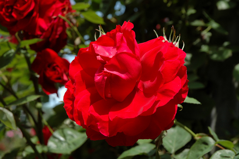 Ramblin' Red® Climbing Rose (Rosa 'Ramblin' Red') in Inver Grove ...