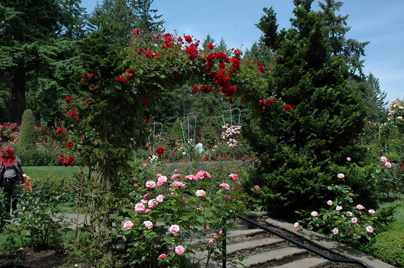 Ramblin' Red® Climbing Rose (Rosa 'Ramblin' Red') at Gertens