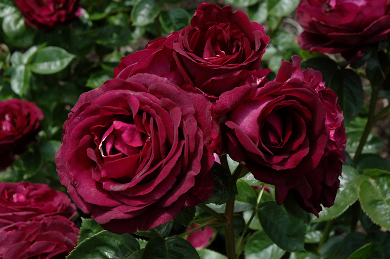 Twilight Zone Grandiflora Rose (Rosa 'WEKebtidere') at Gertens