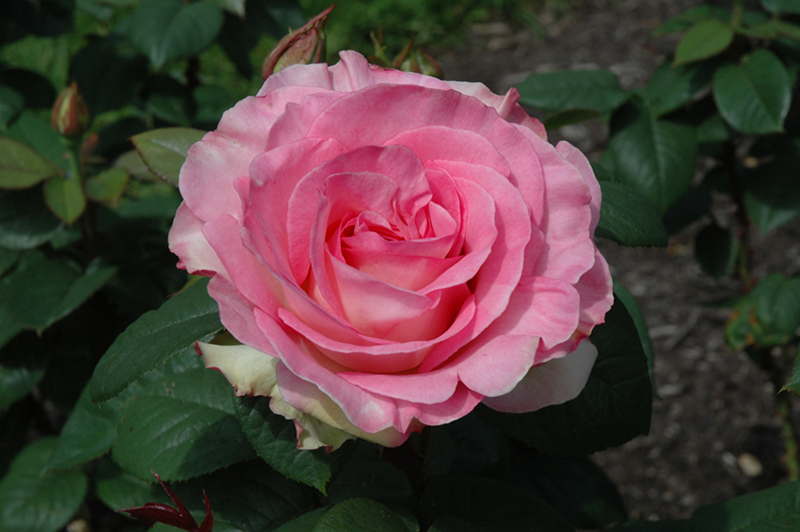 Falling In Love™ Hybrid Tea Rose (Rosa 'WEKmoomar') at Gertens