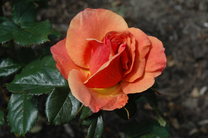 Anna's Promise® Hybrid Tea Rose (Rosa 'WEKdoofat') at Gertens