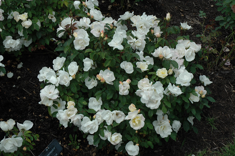 Knock Out® White Shrub Rose (Rosa 'Radwhite') at Gertens