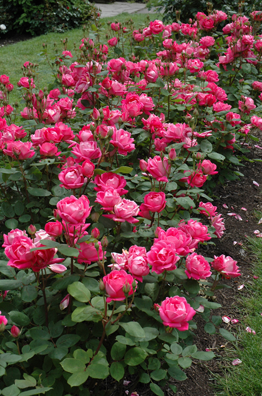 Double Knock Out® Shrub Rose (Rosa 'Radtko') at Gertens
