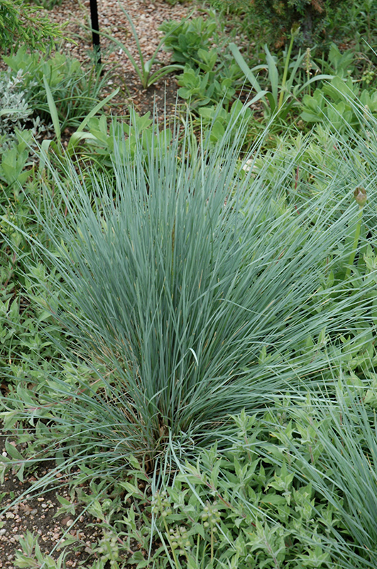 Sapphire Blue Oat Grass (Helictotrichon sempervirens 'Saphirsprudel') at Gertens