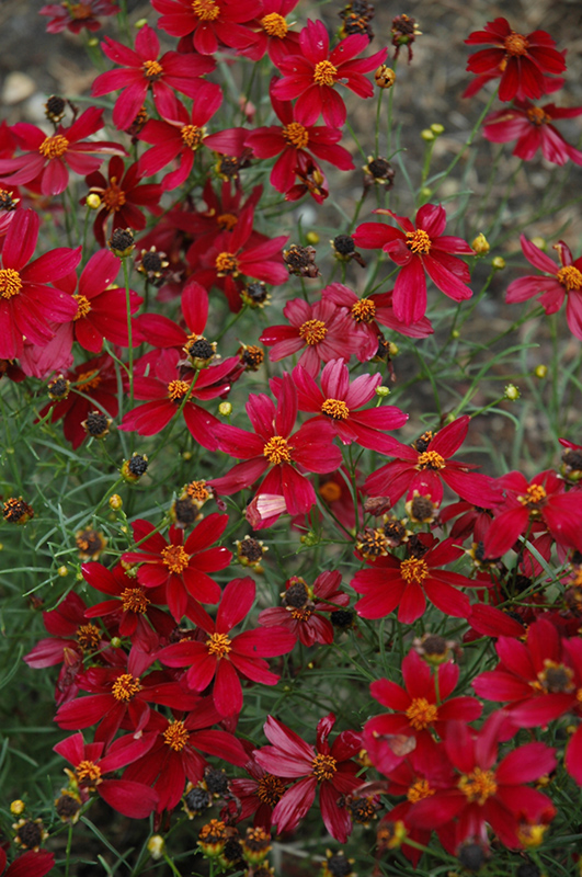 Red Satin Coreopsis (Coreopsis 'Red Satin') at Gertens