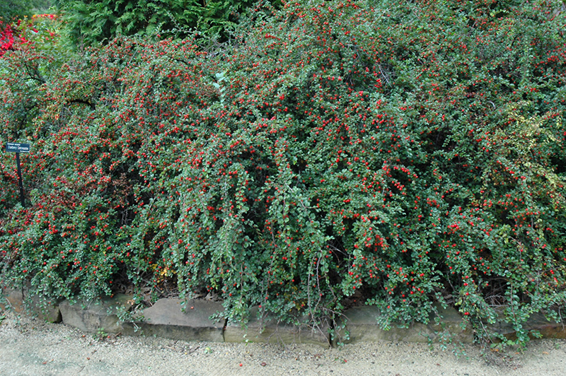 Cranberry Cotoneaster (Cotoneaster apiculatus) at Gertens