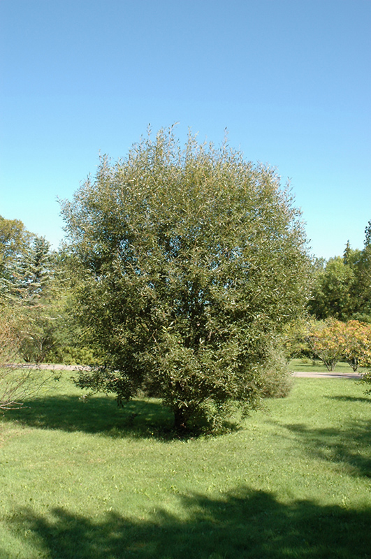 American Pussy Willow (Salix discolor) at Gertens