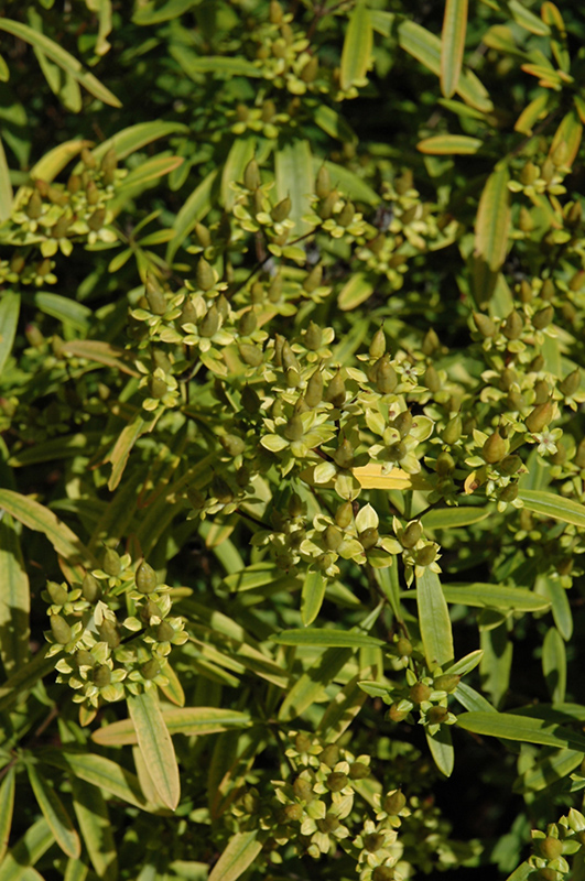 Gemo St. John's Wort (Hypericum kalmianum 'Gemo') in Inver Grove