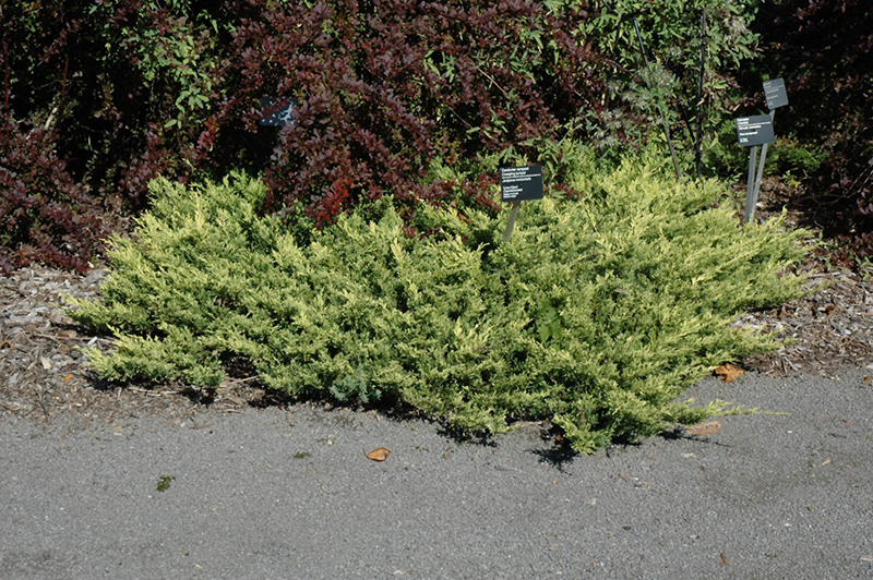 Limeglow™ Juniper (Juniperus horizontalis 'Lime Glow') at Gertens