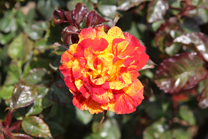 Chihuly® Floribunda Rose (Rosa 'Chihuly') at Gertens