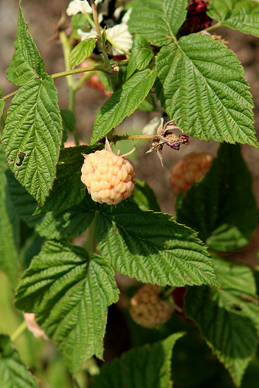 Anne Raspberry (Rubus idaeus 'Anne') at Gertens
