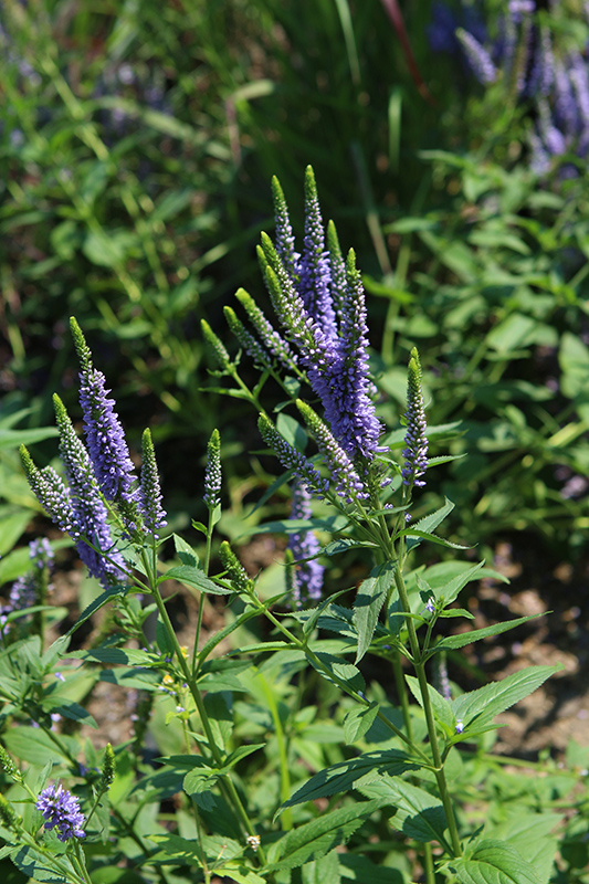 First Glory Speedwell (Veronica longifolia 'Alllord') at Gertens
