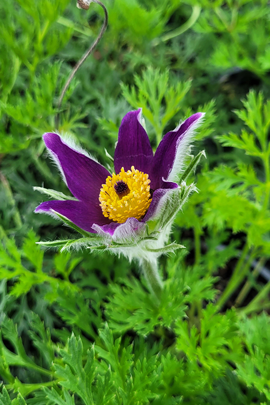 Pasque Flower (Pulsatilla vulgaris) at Gertens